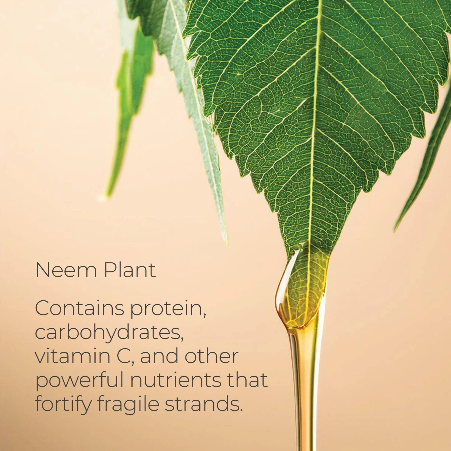 HEALING STRENGTH WHITE TEA SHAMPOO 3 HEALING STRENGTH WHITE TEA SHAMPOO - Image 3